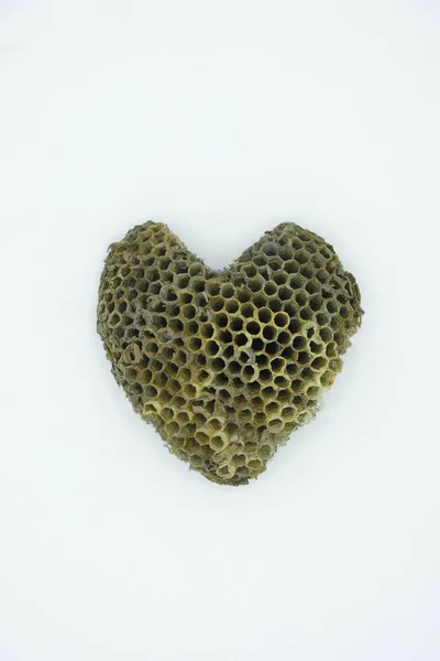 Heart shaped wasp honeycomb. Wax case for posterity. Copy space. Close up. Vertical.