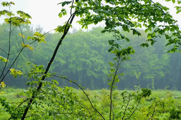 Sétálj Erdőben Tavaszi Meleg Esőben Ukrán Jelleg — Stock Fotó