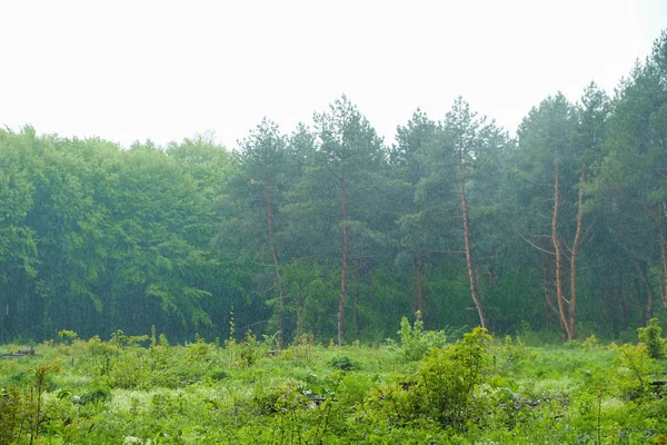 Chuva Primavera Pinhal Gramado Com Plantas Jovens Natureza Ucraniana — Fotografia de Stock