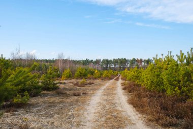 Ormana giden ıssız bir yol. Güneşli bir günde genç çam ağaçları ve Heather 'ın arasındaki kumlu yol. Ukrayna doğası.