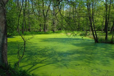 The water surface is covered with duckweed on a small forest lake on a sunny morning. Clear shade from trees on the surface. Ukrainian nature.