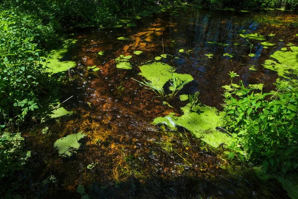 Aliran Hutan Bersih Dengan Dasar Berpasir Bebek Hijau Permukaan Air — Stok Foto