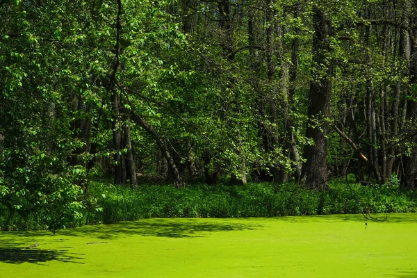 Powierzchnia Wody Jest Pokryta Wodorostami Małym Leśnym Jeziorze Słoneczny Poranek — Zdjęcie stockowe