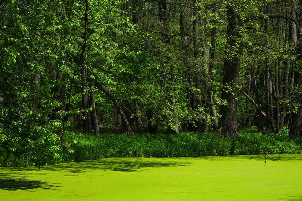 Einem Sonnigen Morgen Ist Die Wasseroberfläche Einem Kleinen Waldsee Mit — Stockfoto