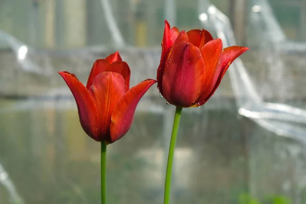 Two Bright Red Tulips Dew Drops Polyethylene Background Imbalance Environment — ストック写真