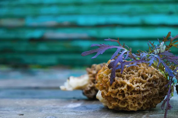 Morel Mushroom Fresh Purple Arugula Marine Blue Background Close Copy — Stock Photo, Image