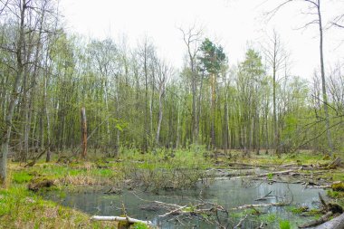  Baharda Ukrayna 'da sulak alan ormanı. Sudaki kesilmiş ağaçlar.