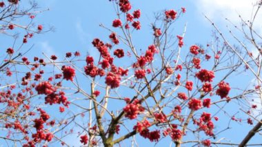 Viburum dalları (guelder gülü), kırmızı böğürtlenli, rüzgarda savrulur. Bulutlar gökyüzünde hareket eder. Alt görünüm.