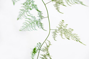  Beyaz bir arka planda kuşkonmazın izole edilmiş bir dalı. Sebze arka planı.