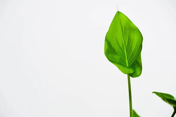 Beyaz bir zemin üzerinde zambakların izole edilmiş narin yaprağı (Zantedeschia aethiopica). Arum zambak yaprağı kapat. Boşluğu kopyala.