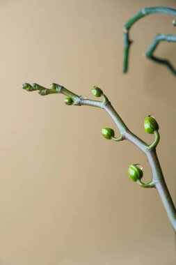  Pastel arka planda minik tomurcukları olan izole edilmiş beyaz orkide sapı. Tomurcuklara su damlıyor. Boşluğu kopyala.