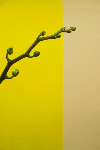 Haste Isolada Orquídea Com Botões Minúsculos Fundo Amarelo Neon Água — Fotografia de Stock