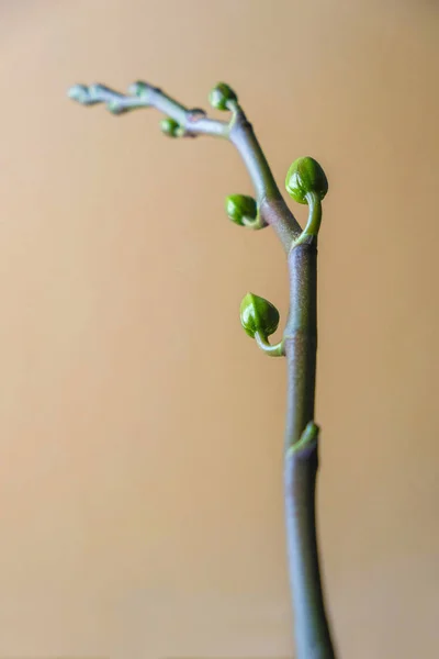 分离的白色兰花茎 花序背景上有微小的芽 不寻常的样子 简约主义 复制空间 靠近点 — 图库照片