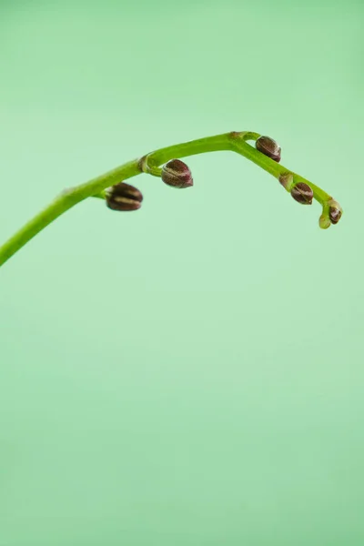 Tallo Orquídea Rosa Con Pequeños Brotes Fondo Aqua Menthe Aislado — Foto de Stock