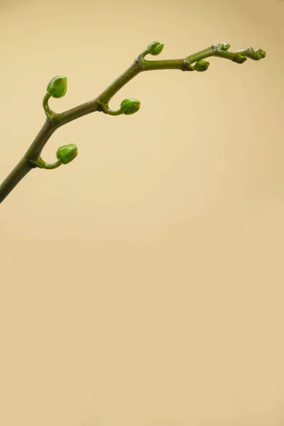 Tallo Aislado Orquídea Blanca Con Pequeños Brotes Sobre Fondo Pastel —  Fotos de Stock