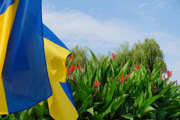 Cannes Çiçeklerinin Mavi Gökyüzünün Arka Planında Ukrayna Bayrağı Hoşgeldin Kavramı — Stok fotoğraf