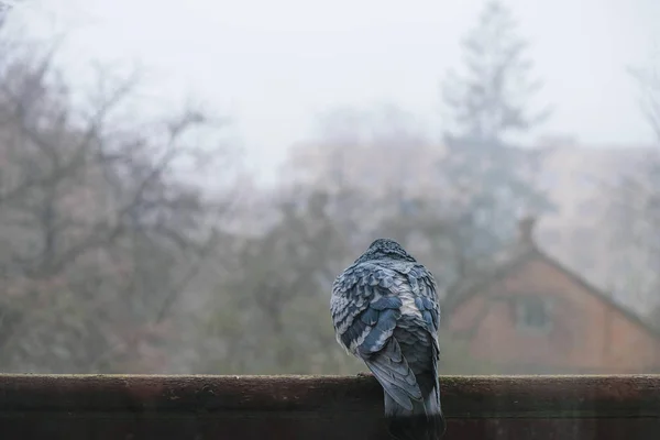 ウクライナの霧深い風景を背景に 孤独な青い鳩が窓の外を眺めます ガラス越しに撃たれた — ストック写真