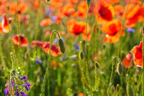 Brote Amapola Silvestre Sobre Fondo Campo Flor Por Mañana Ucrania — Foto de Stock