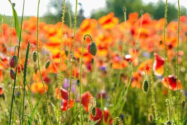 Brotes Amapola Silvestre Fondo Campo Flor Por Mañana Ucrania Reflejo — Foto de Stock