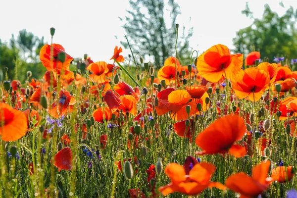 Flores Silvestres Amapola Acianos Abundante Rocío Reflejo Solar Rocío — Foto de Stock