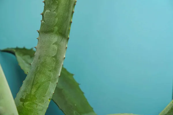 Barbed leaves of blue agave with prints on blue background. Copy space.