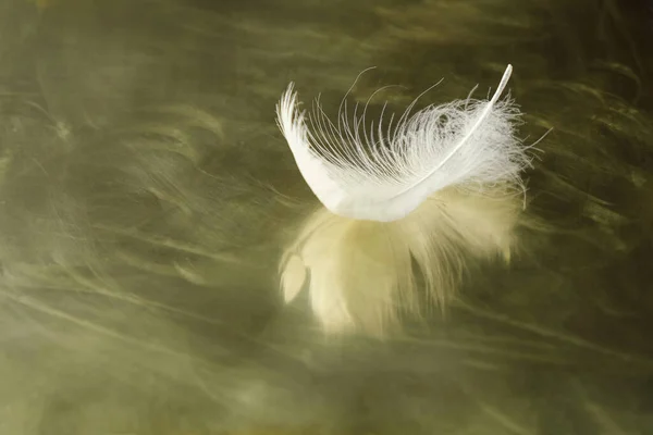 Pluma Garza Blanca Sobre Una Superficie Espejo Dorado Minimalismo Copiar — Foto de Stock