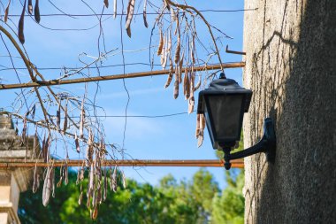 Kuru salkımgiller, Provence 'de mavi gökyüzüne karşı bir fenere tutunuyorlar..