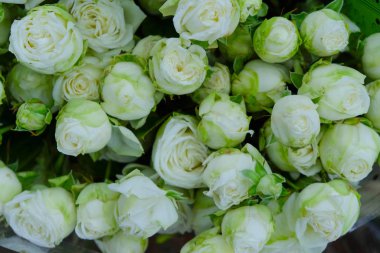 Gül arka planı. Ukrayna 'da yeşil nane yapraklı beyaz güller.