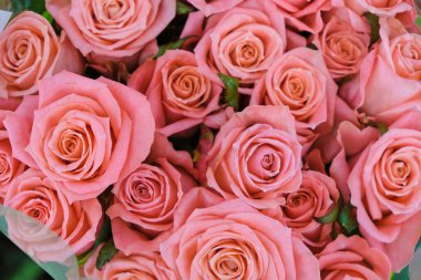 Ukrayna 'da çiçek açan mercan güllerinin arka planı.