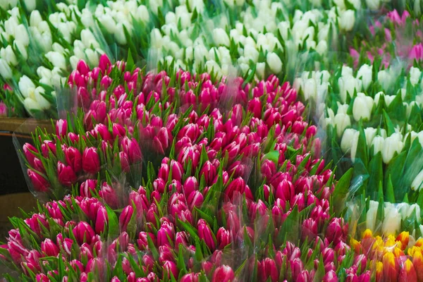 Multicolored tulips in cellophane packaging in the wholesale market in Ukraine.