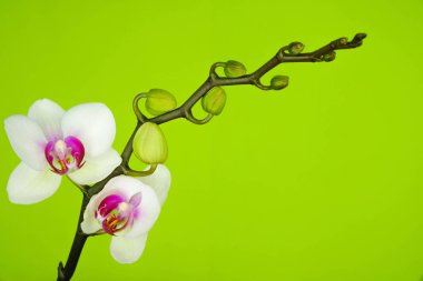 Ukrayna 'da Chartreuse Renk geçmişi üzerine beyaz orkide dalı. Uzayı kopyala Minimalizm.