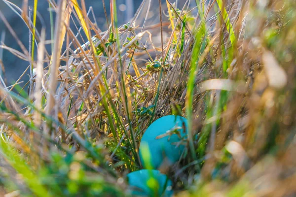 Aqua color Easter eggs are hidden in thick grass. Nature bokeh background.