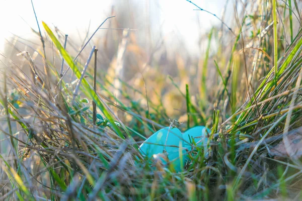 Aqua color Easter eggs are hidden in thick grass. Nature bokeh background.