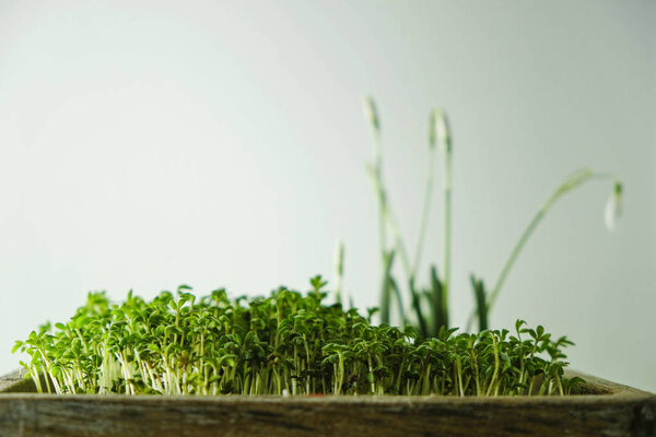 Green sprouts of salad watercress in a wooden box on the windowsill at home in Ukraine. Hobby of growing plants. Copy space.