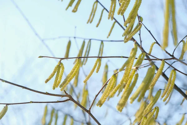 Весною Україні Коти Дереві Газелі Небі — стокове фото