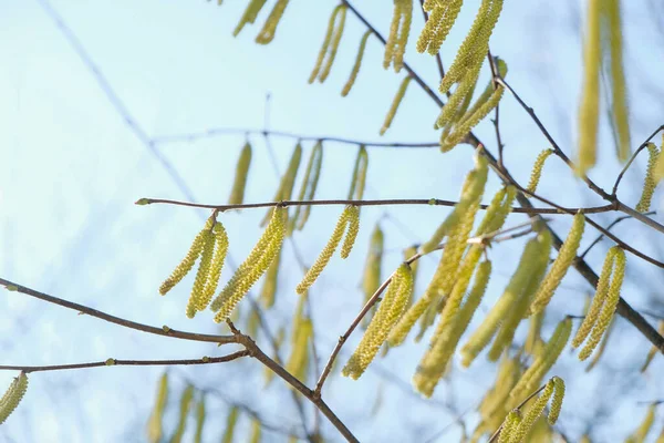 Katjes Een Hazelaar Boom Lucht Achtergrond Het Voorjaar Oekraïne — Stockfoto