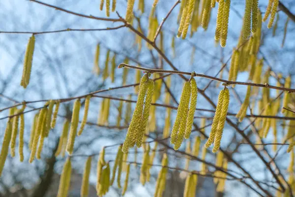 Catkins Albero Nocciole Sullo Sfondo Del Cielo Primavera Ucraina — Foto Stock