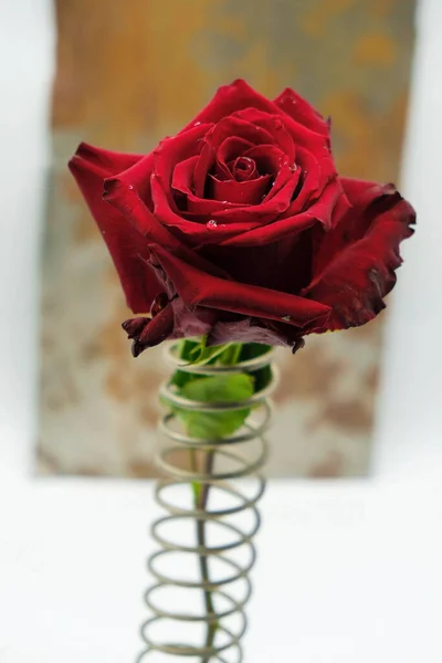 Borgogna Rosa Con Rugiada Una Molla Metallo Uno Sfondo Metallo — Foto Stock