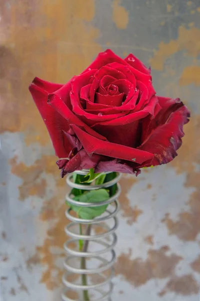 Borgogna Rosa Con Rugiada Una Molla Metallo Uno Sfondo Metallo — Foto Stock