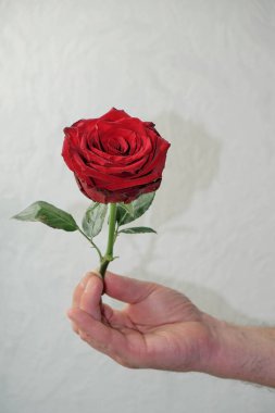 Burgundy, Ukrayna 'da beyaz bir arka planda kıllı bir erkeğin elinde yükseldi. Adam elinde bir gül tutuyor. Aşk konsepti.