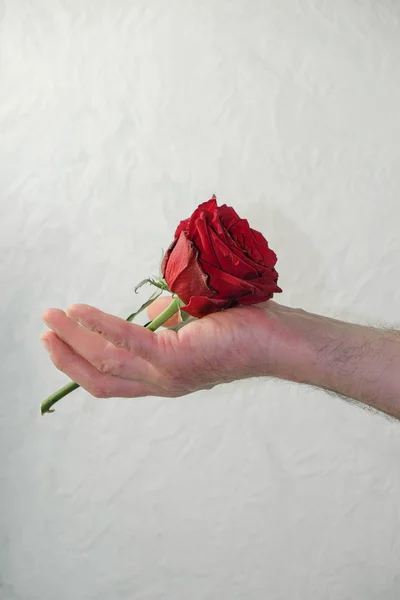 Burgundy rose lies in a man\'s hairy hand on a white background in Ukraine. The man holds out a rose. Love concept. Copy space.