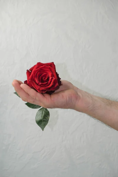 Burgundy rose lies in a man's hairy hand on a white background in Ukraine. The man holds out a rose. Love concept. Copy space.