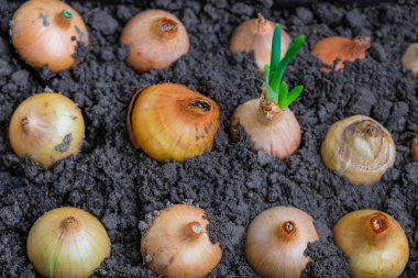 Toprakta izole edilmiş soğan. Tek bir ampul filizlendi. Büyüyen kavram.