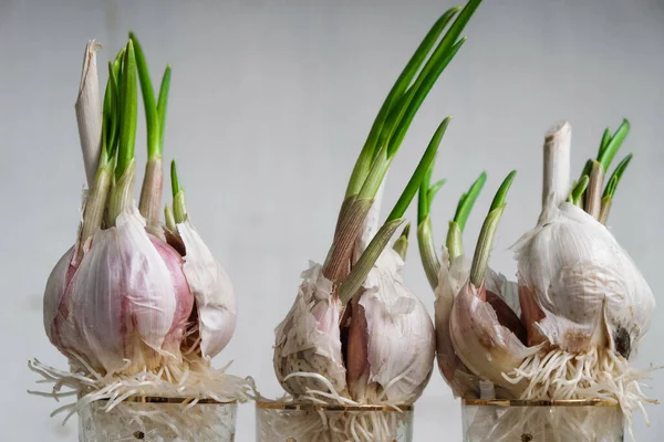 Alho Brotado Isolado Fundo Claro Conceito Medicina Natural Conceito Germinação — Fotografia de Stock