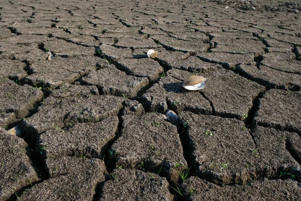 乌克兰气候变化造成的土壤裂缝 裂缝土壤表面的外壳 生态灾难 — 图库照片
