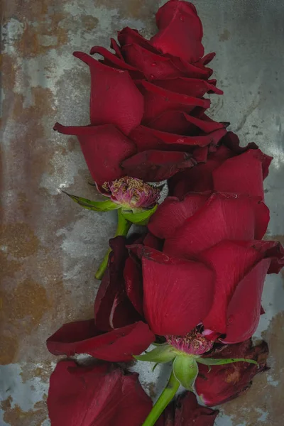 Rose Strappate Uno Sfondo Metallo Arrugginito Foto Scura Bassa Illuminazione — Foto Stock