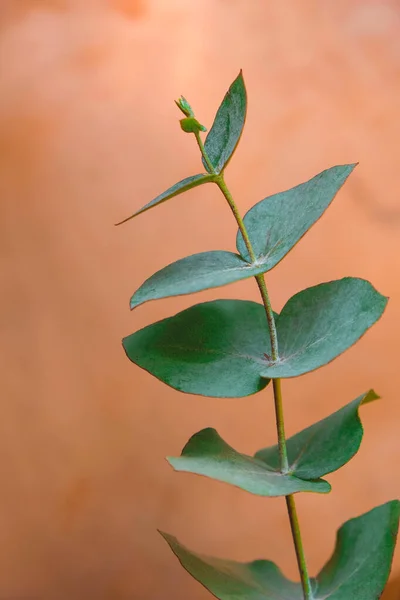 Rama Eucalipto Sobre Una Superficie Cobre Minimalismo Copiar Espacio — Foto de Stock