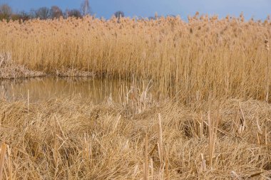Kuru kamışlı göl. Ukrayna 'da kuş yuvası.