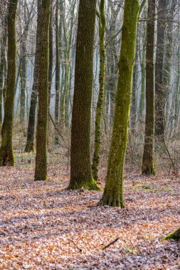 Ukrayna 'da ormandaki yangından çıkan duman. Yangın tehlikesi.