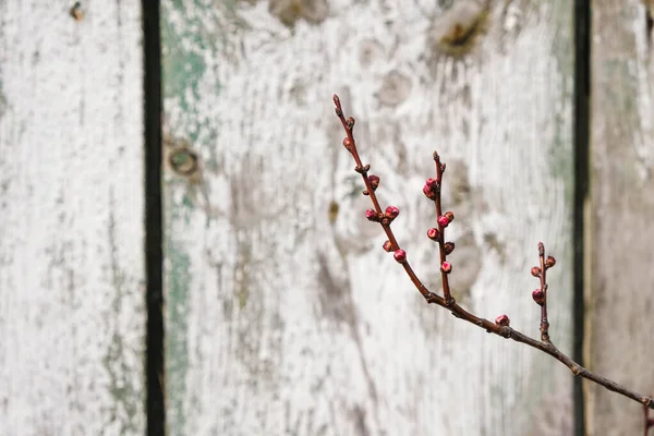 Rama Albaricoque Con Brotes Rosados Sobre Fondo Valla Madera Rugosa —  Fotos de Stock